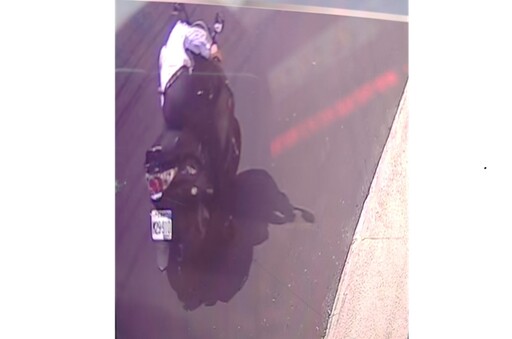 翻牆逛大街 騎士撿走離家出走的陸龜助返家