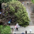 逢甲碩士生遭榕樹壓死 副校長：全校有131棵喬木「5棵列管」