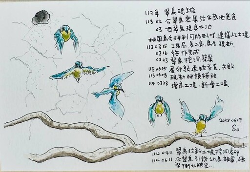 大湳森林公園翠鳥成功繁殖 蘇俊賓手繪小翠鳥離巢覓食瞬間感動爆棚