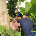 9旬失智嫗走失2日 機車沿溪搜尋警所長草叢中找到人