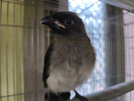 小樹鵲誤認籃框當鳥窩 掛網受困動保員救援助團圓