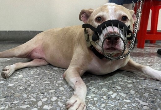 比特犬專案訪查205戶 新北動保處強調違規最高可罰15萬