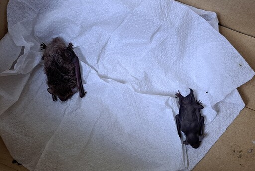 蝙蝠母子躲洗衣機 新北動保人員急援送返自然