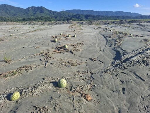 農業部公告鳳林鎮西瓜、玉米納現金救助 花蓮縣府受理至11/21止