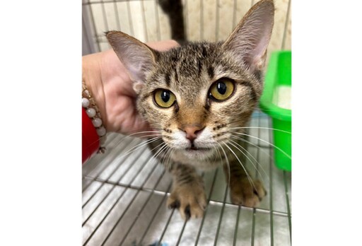 流浪萌貓骨瘦如柴眼疾嚴重 新北動物之家救援蛻變等待認養