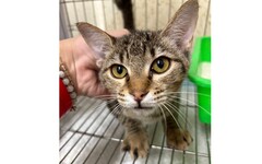 流浪萌貓骨瘦如柴眼疾嚴重 新北動物之家救援蛻變等待認養