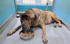 毛寶貝也會糖尿病 新北動保處籲定期檢查血糖與尿液