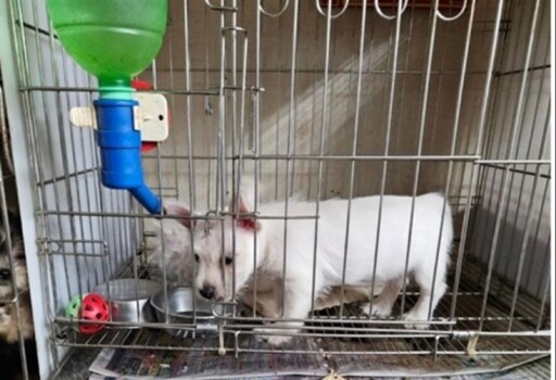 新北動保處查核425家寵物業者 重罰違法提醒市民警覺