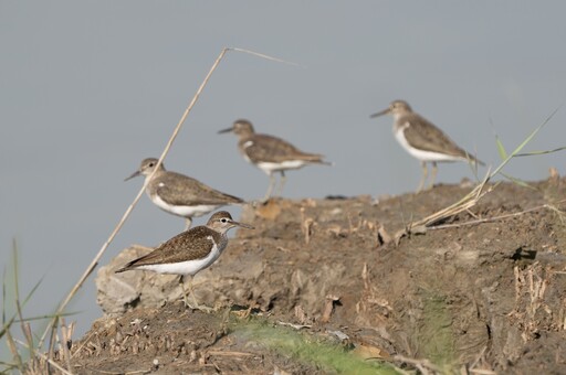 秋天冬候鳥報到 大漢溪濕地化身鳥類五星級過冬天堂