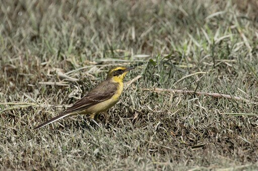 秋天冬候鳥報到 大漢溪濕地化身鳥類五星級過冬天堂