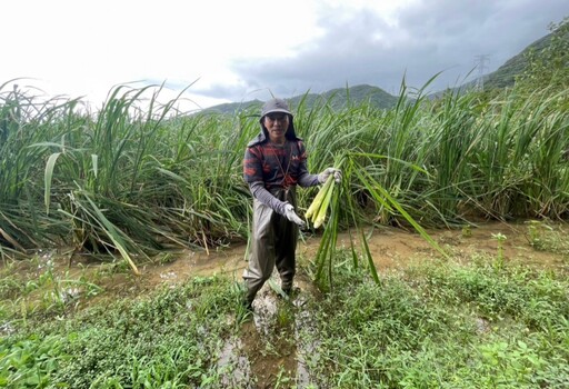 新北生態給付成果卓越 黃嘴角鴞、台灣藍鵲等保育類物種重現棲地