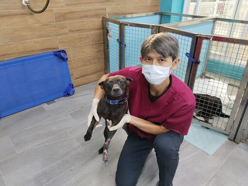 流浪犬左前腳重傷 新北動保處腹部皮膚移植手術助康復