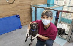 流浪犬左前腳重傷 新北動保處腹部皮膚移植手術助康復