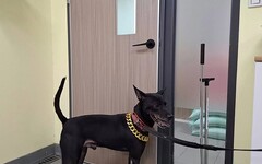 黑狗刁水桶要打賞 新北動保處蒐證開罰沒入犬隻