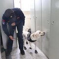 六軍團重防營緝毒犬查察 確保部隊安全