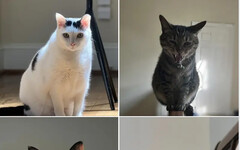 蕭美琴今返美 臉書曬4貓不捨跟著長途旅程