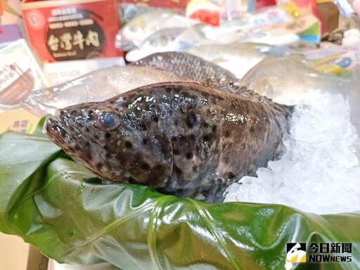 漁業署：石斑魚成功打進國際高消費市場