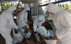雲林土雞場爆禽流感案例！2.4萬隻遭撲殺
