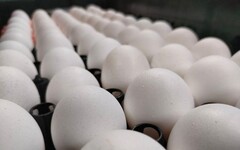 蛋價不調整！蛋商公會：禽流感未影響