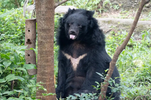 北市動物園34歲熊瑞辭世 「小熊」一生回顧