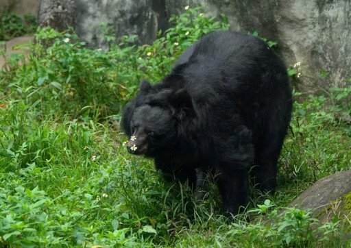 北市動物園34歲熊瑞辭世 「小熊」一生回顧