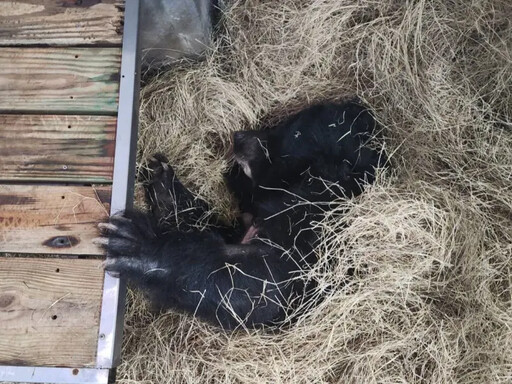 北市動物園34歲熊瑞辭世 「小熊」一生回顧