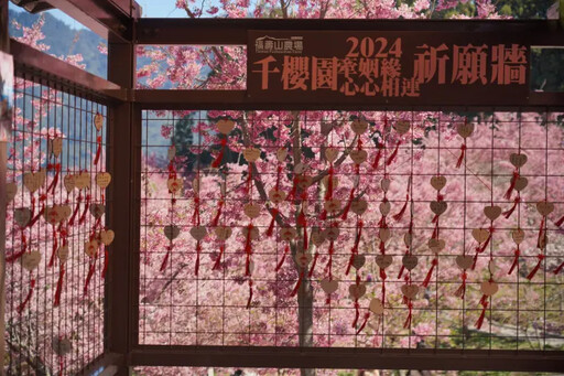 武陵櫻花今落幕 附近還有台版「十里桃花」