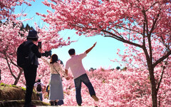武陵櫻花今落幕 附近還有台版「十里桃花」
