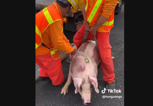 國道驚見「豬躺路肩」！大貨車後視鏡被撞斷