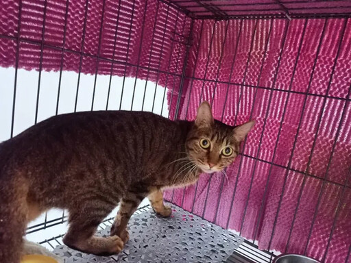 2貓收養後遭棄置板橋公園 動保處追查罰6萬