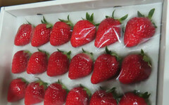 日本鮮草莓又爆農藥殘留超標 邊境退運銷毀