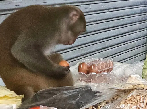 獼猴現蹤士林內湖！當街偷雞蛋水果、闖民宅