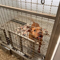 比特犬Lucky安置第4日！飼主終於繳20萬罰款