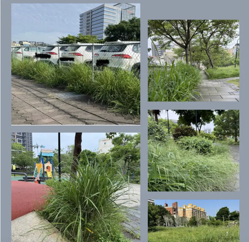 轟新竹雜草比人高！她怒：不如來發展畜牧業