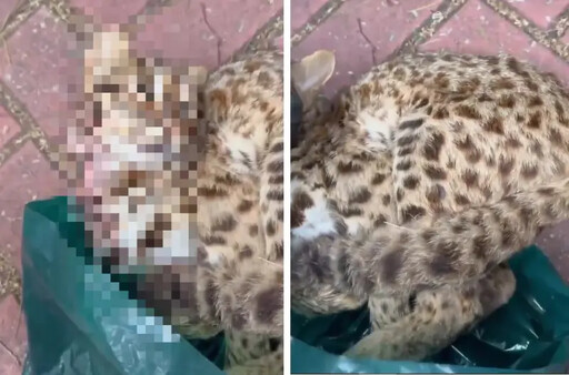 石虎肉事件落幕!江和樹:挨轟搶功仍無悔