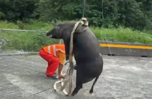 國道驚見豬隻跳車!釀2車追撞、黑豬猝死