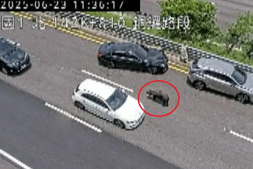 國道驚見豬隻跳車!釀2車追撞、黑豬猝死