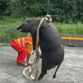 國道驚見豬隻跳車！釀2車追撞、黑豬猝死
