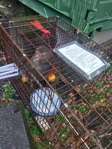 內湖猴子社區趴趴走 動保處提「3不」防猴