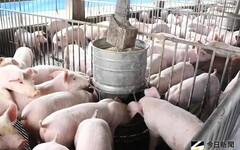 非洲豬瘟廚餘惹禍？他爆「這些縣市」也允許