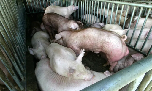 早就該禁廚餘養豬！他揪「這人」當年猛反對