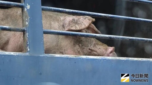 非洲豬瘟破口!他靈魂拷問中市府「這3題」