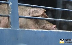 非洲豬瘟破口！他靈魂拷問中市府「這3題」