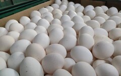 芬普尼雞蛋流出！名醫曝「這美國貨」最可疑