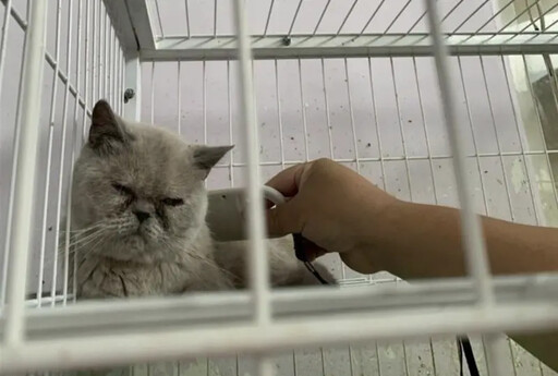 彰化貓園害41隻品種貓染病 縣府祭鐵腕沒入