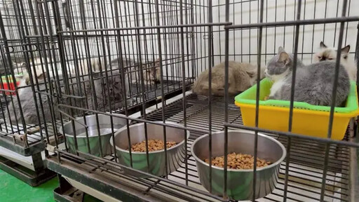 品種貓被不當飼養 彰化縣府:擇日開放認養