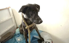 飼主遭斷水電棄犬貓！北市動保處說重話了