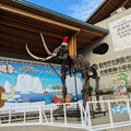 台灣曾有長毛象？蔡正元批賴清德「沒讀書、說錯了」 台南左鎮化石館展「真的有」
