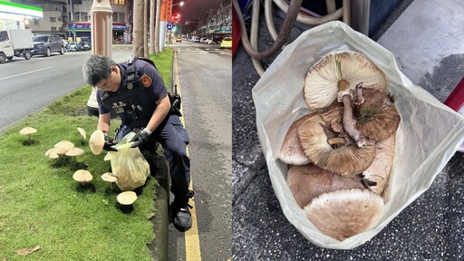 高雄暴雨「分隔島長滿大香菇」 網友瘋拍照！警察連夜拔光了