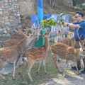 參訪馬祖大坵島 羅文嘉：願送一對台灣梅花鹿給福州動物園 追求「和平之路」